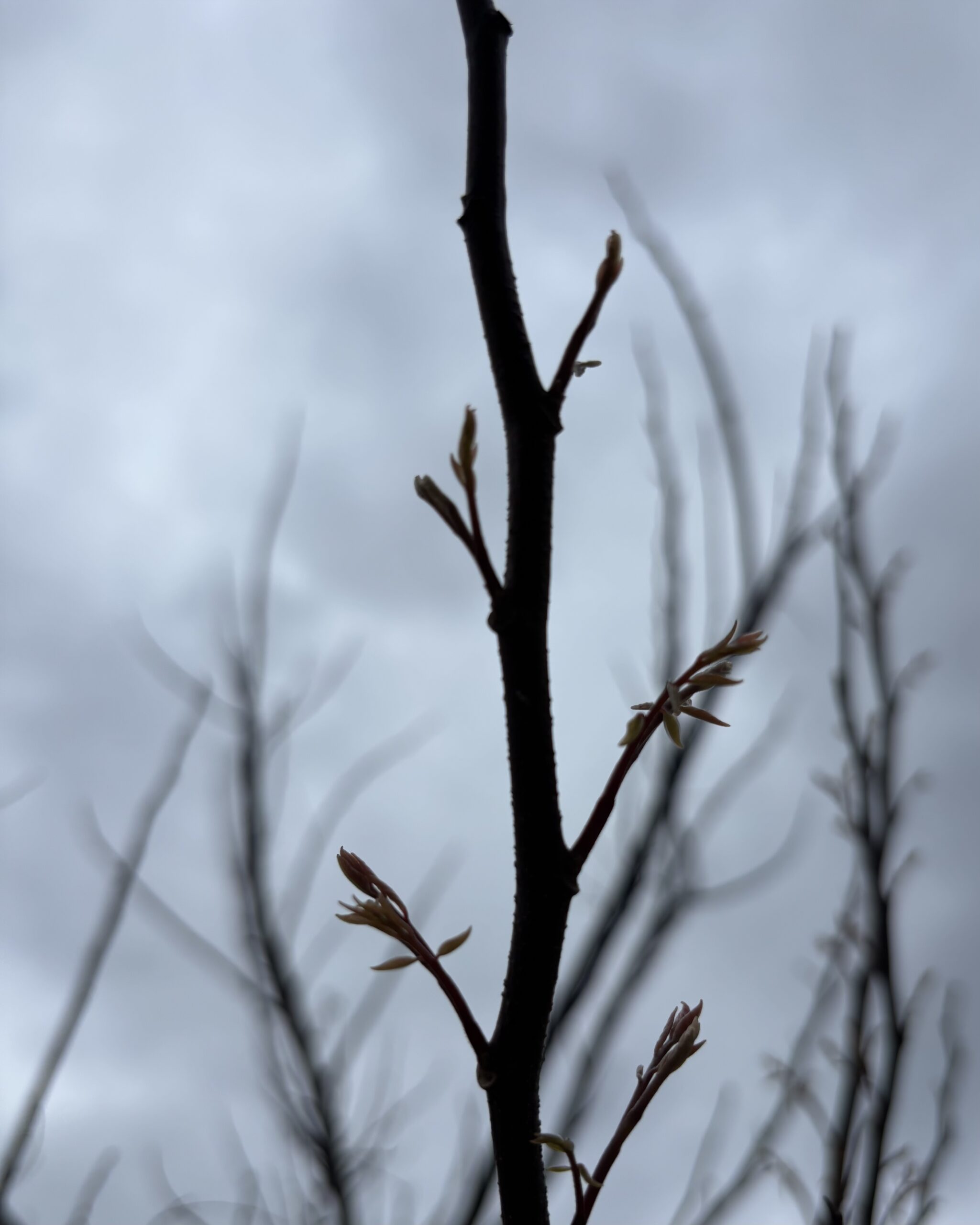 曇り空をバックに、スターフルーツの枝先から新芽が出ている様子