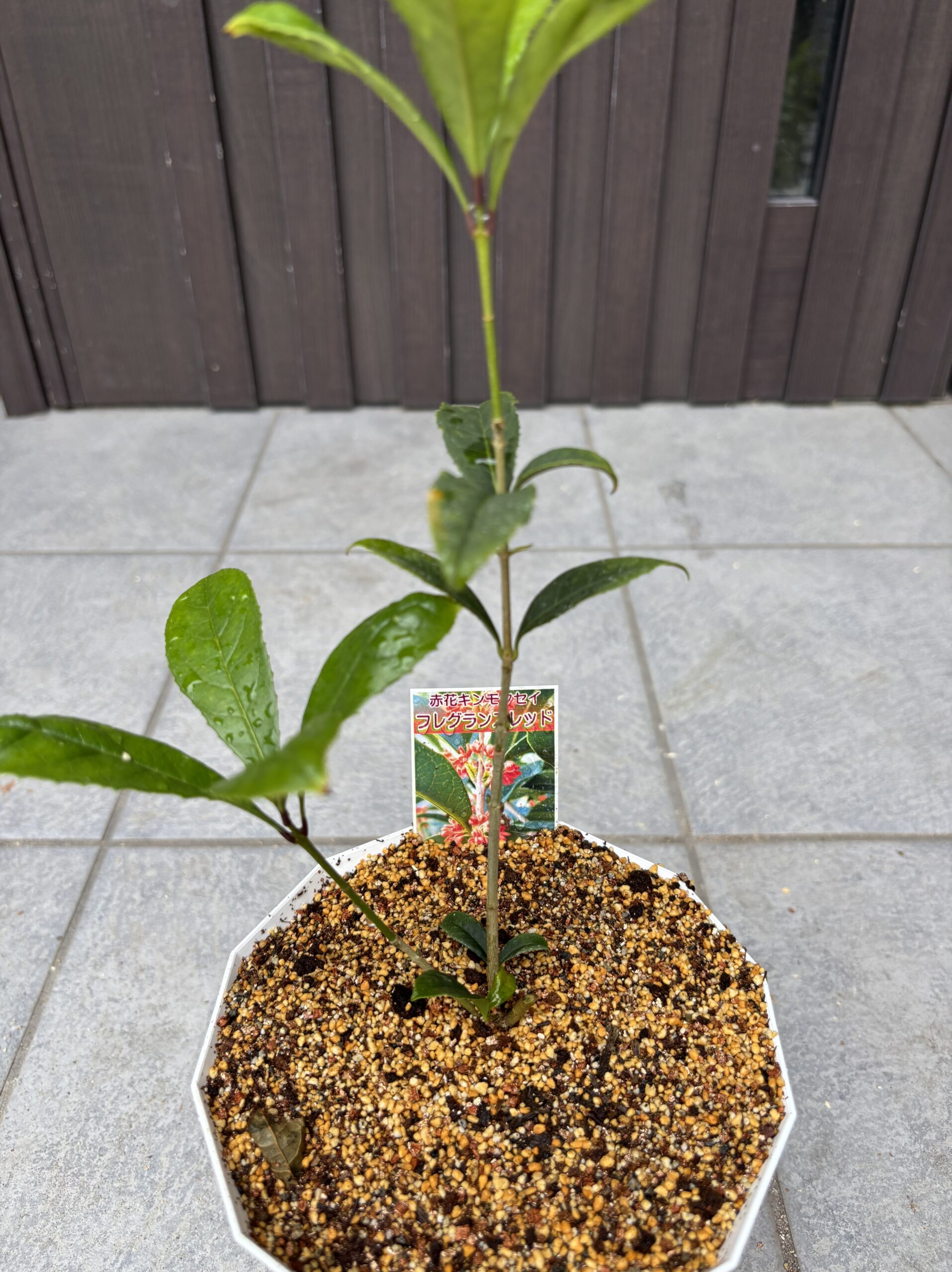 鉢上げしたフレグランスレッド（赤花キンモクセイ）の苗。ラベル付き