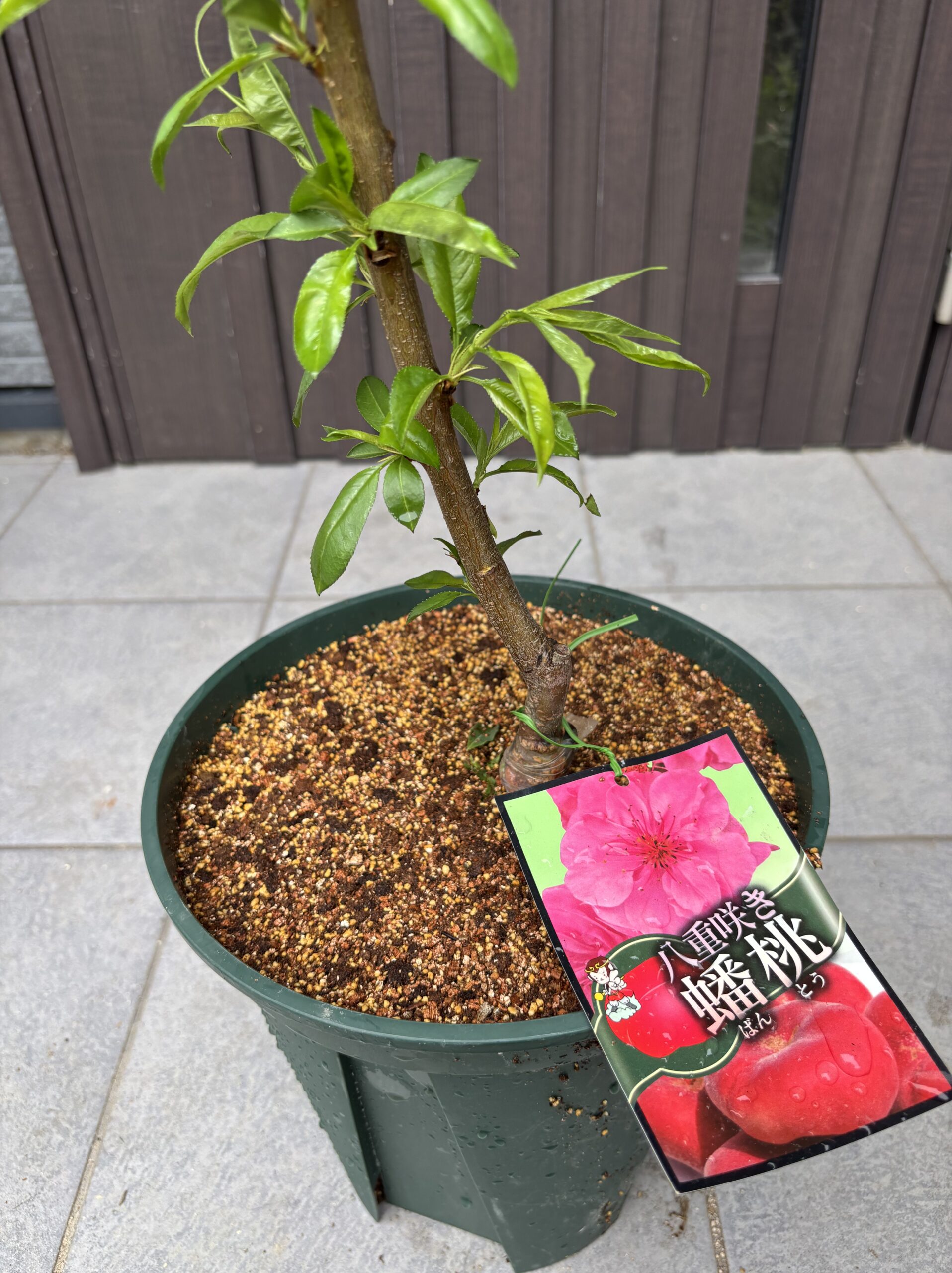 鉢上げした八重咲き蟠桃の苗。緑のポットに入っている