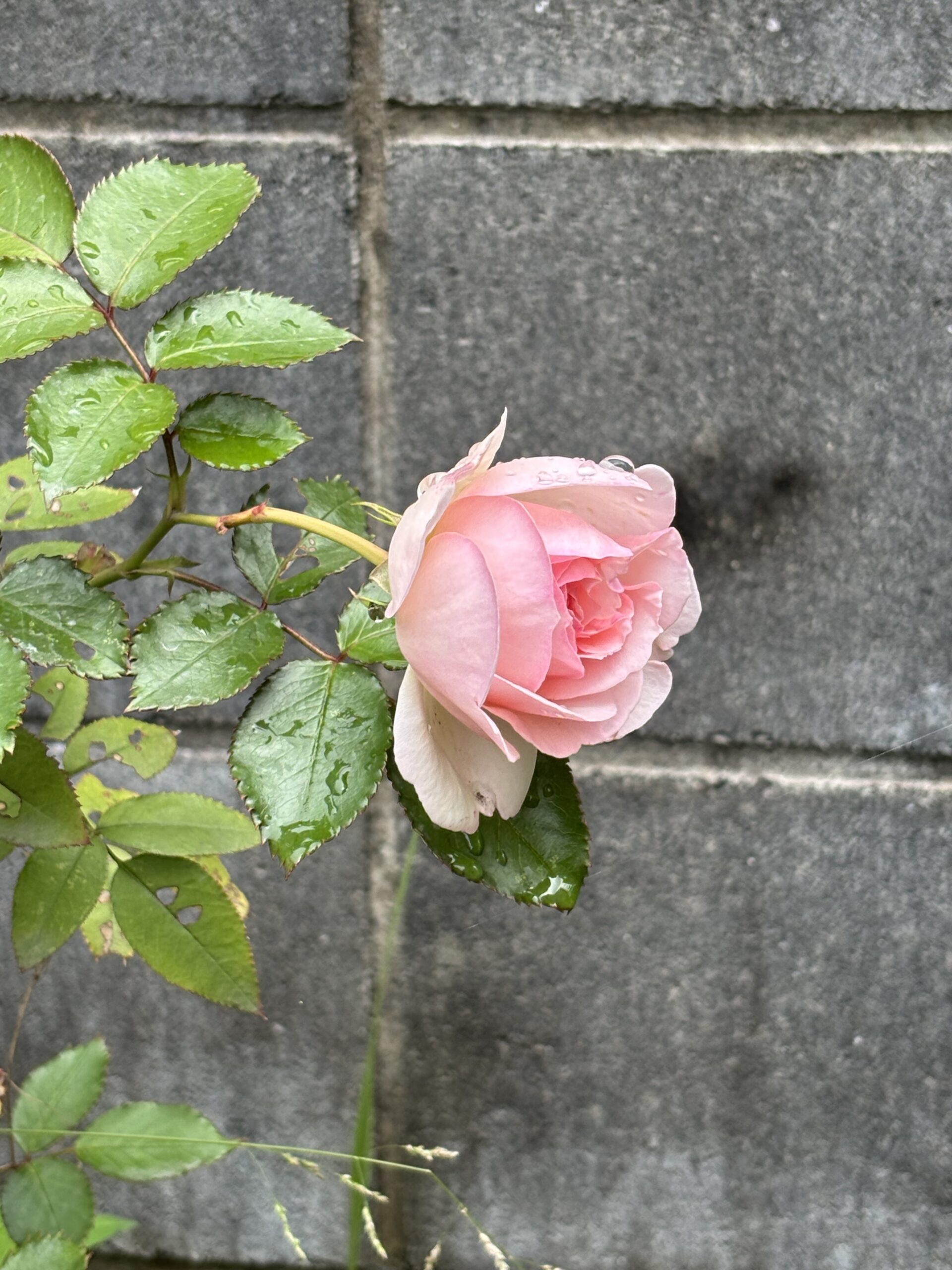 雨粒をまとって咲いたピンクのバラ。グレーのブロック塀を背景に一輪