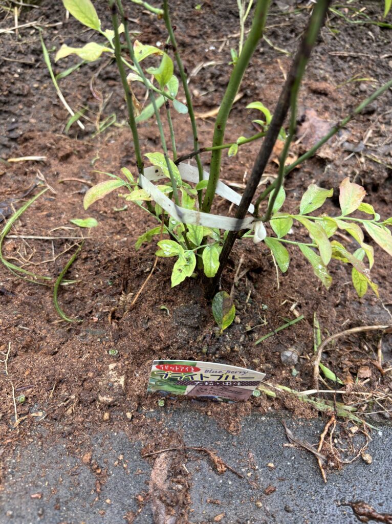 ブライトブルーを地植えした直後の様子