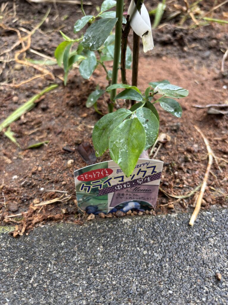 クライマックスを地植えした直後の様子
