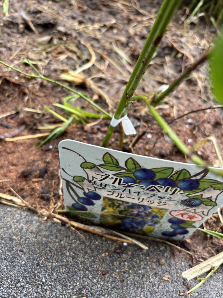ブルーリッジを地植えした直後の様子
