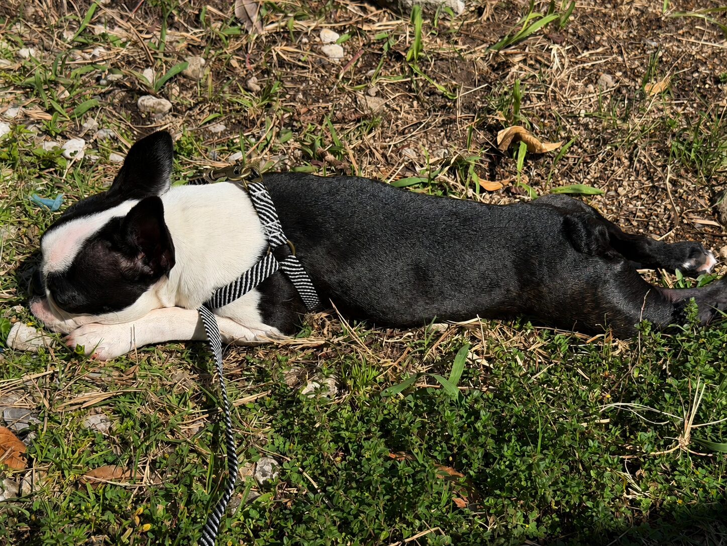 草の上で完全脱力して横になるボストンテリア