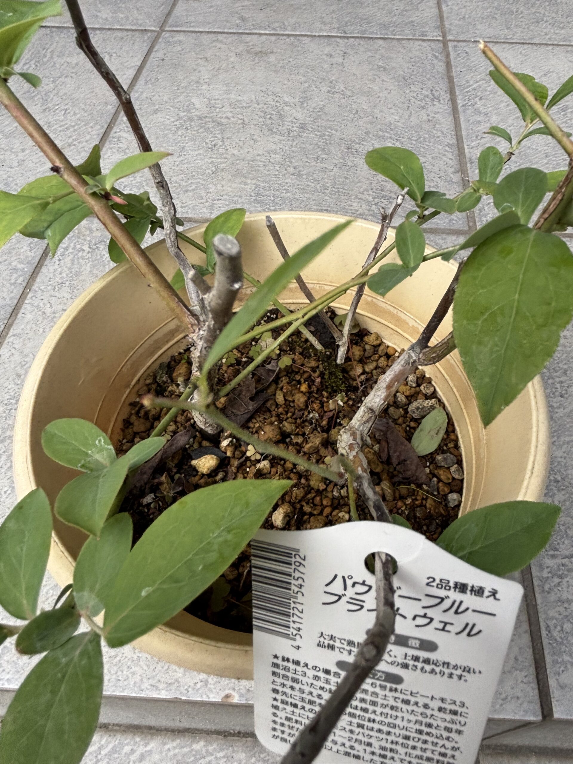 ブライトウェルとパウダーブルーの2種植え鉢。タグには品種名のみ