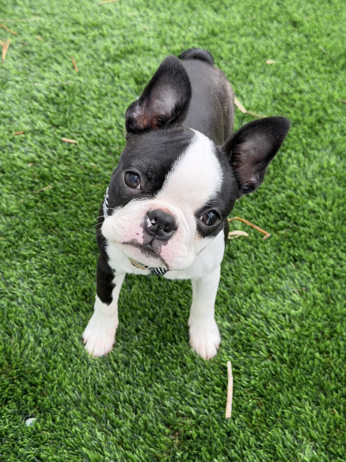 芝生の上で上目遣いのボストンテリアの子犬