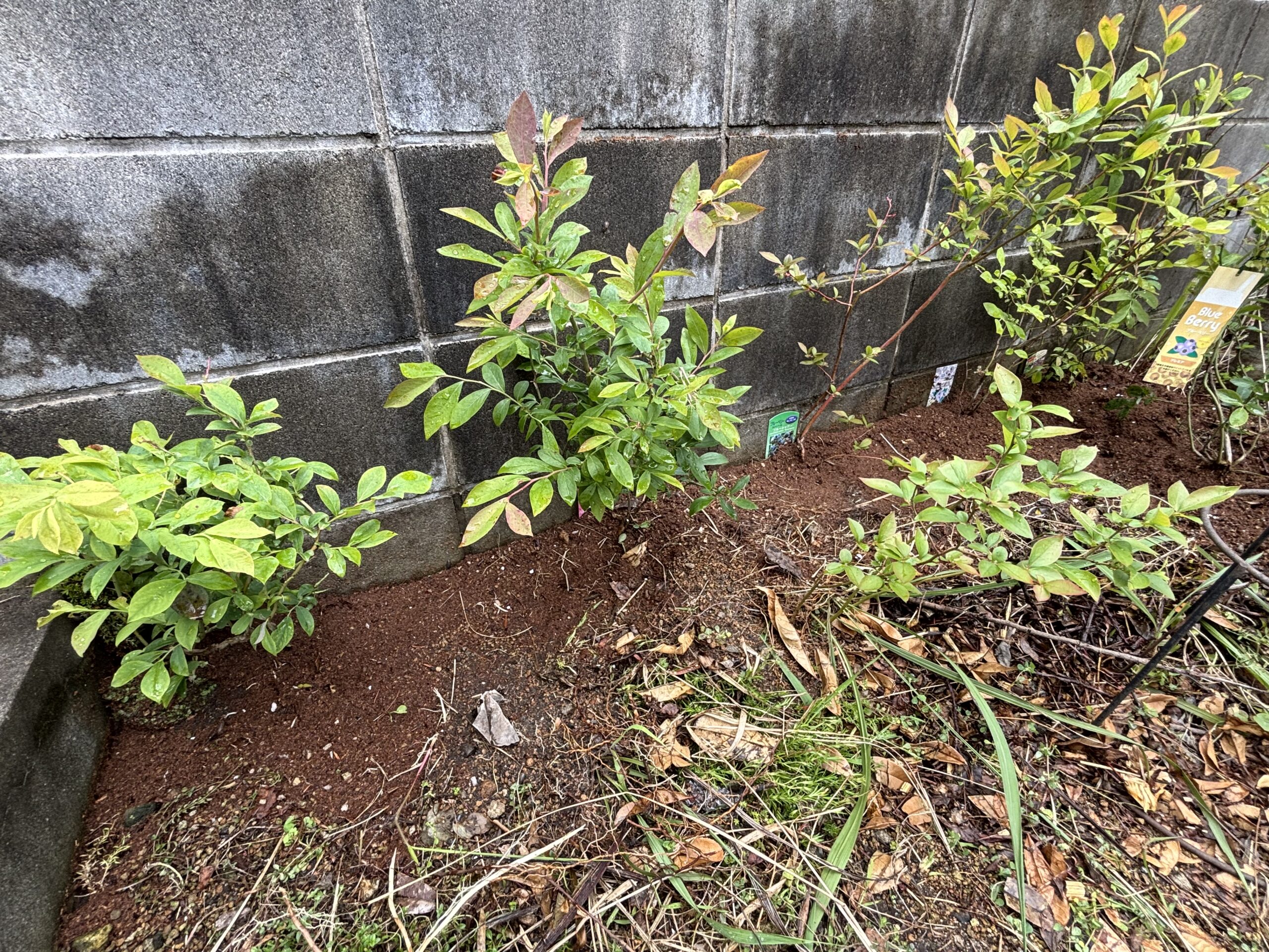 雨上がりにブロック塀沿いへ植え付けられたブルーベリーの苗たち