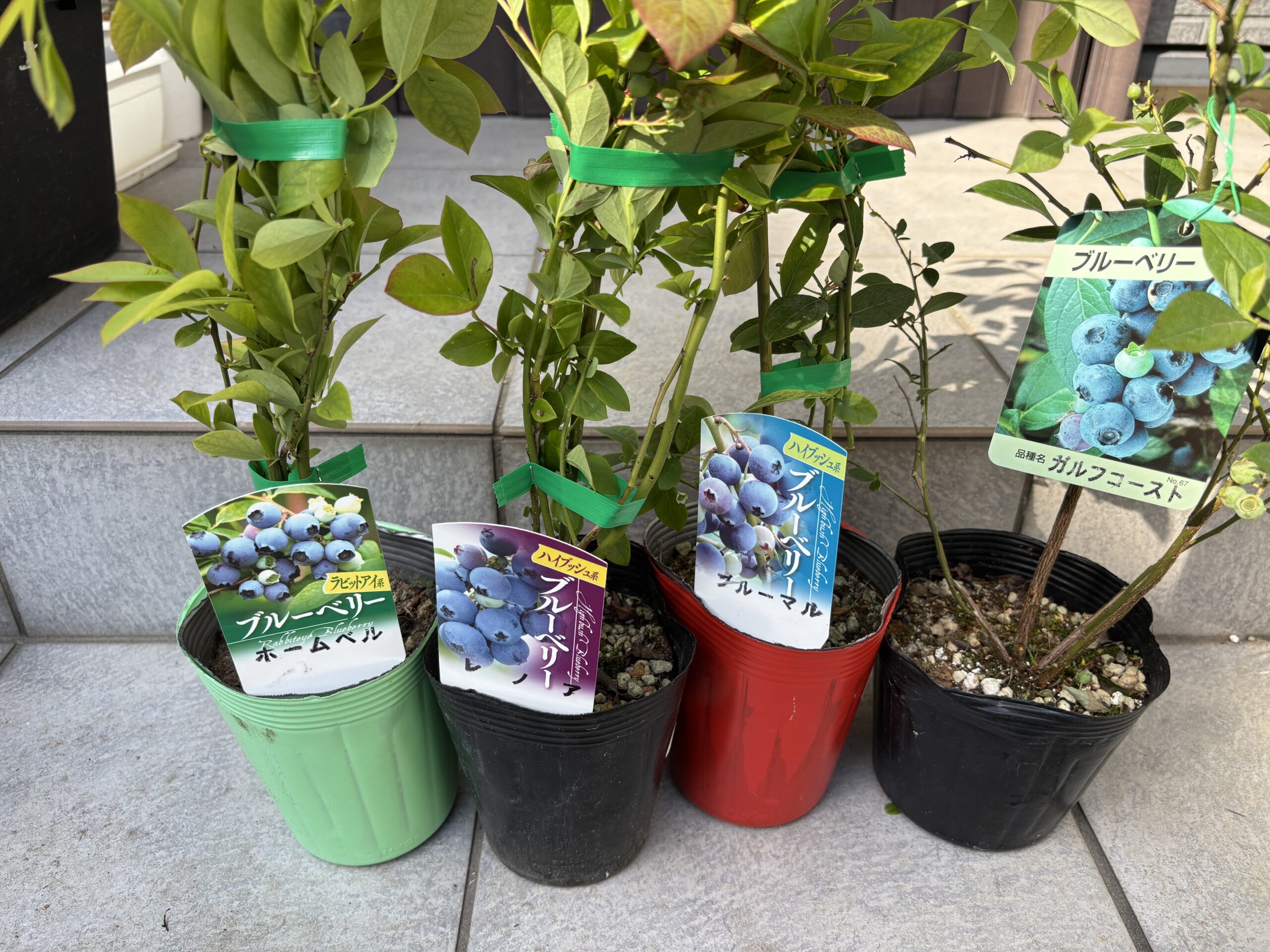 植え付け前に並んだホームベル・レノア・ブルーマル・ガルフコーストの4品種