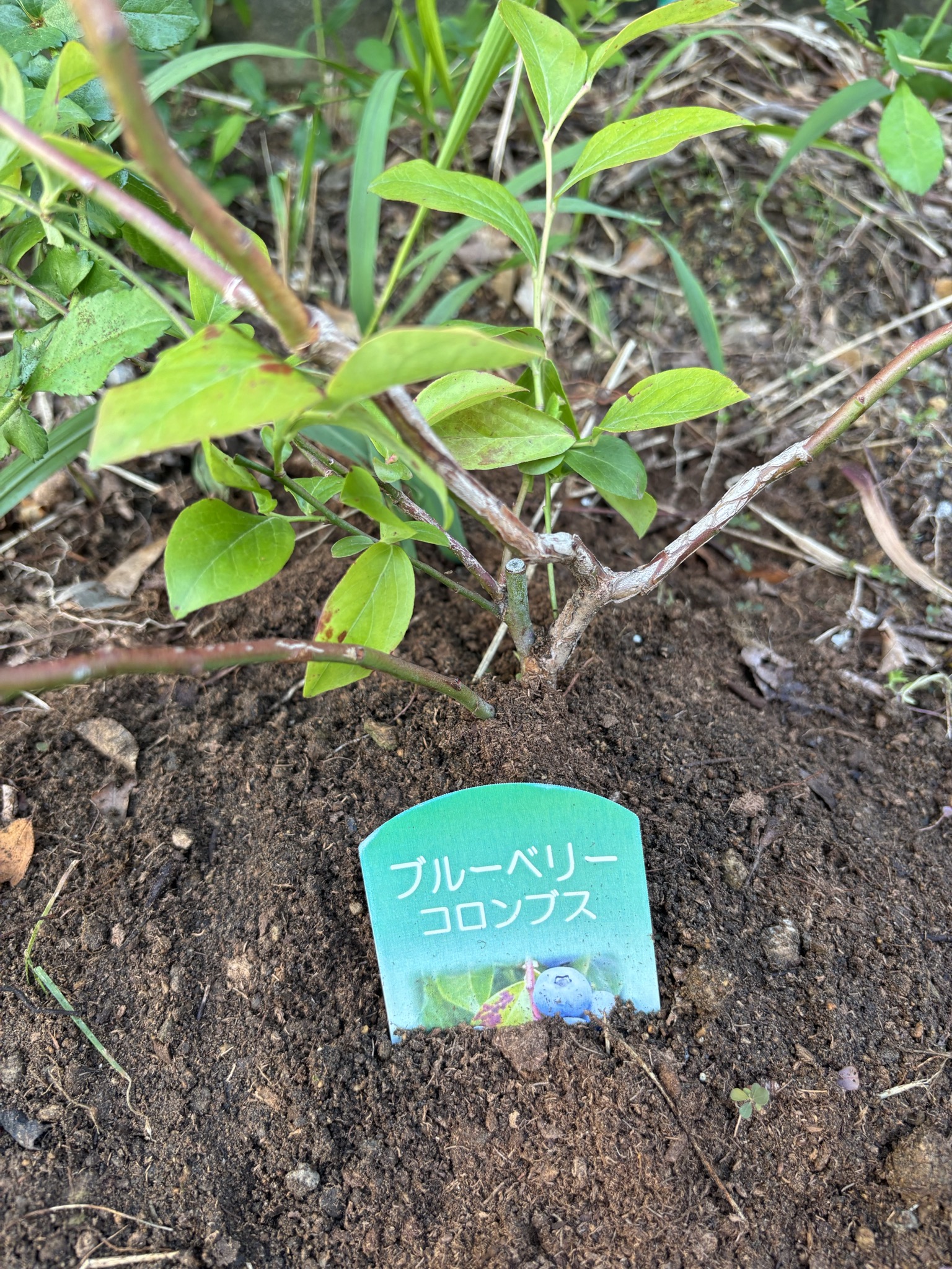 地植えしたブルーベリー・コロンブス、ラベルが土に刺さっている