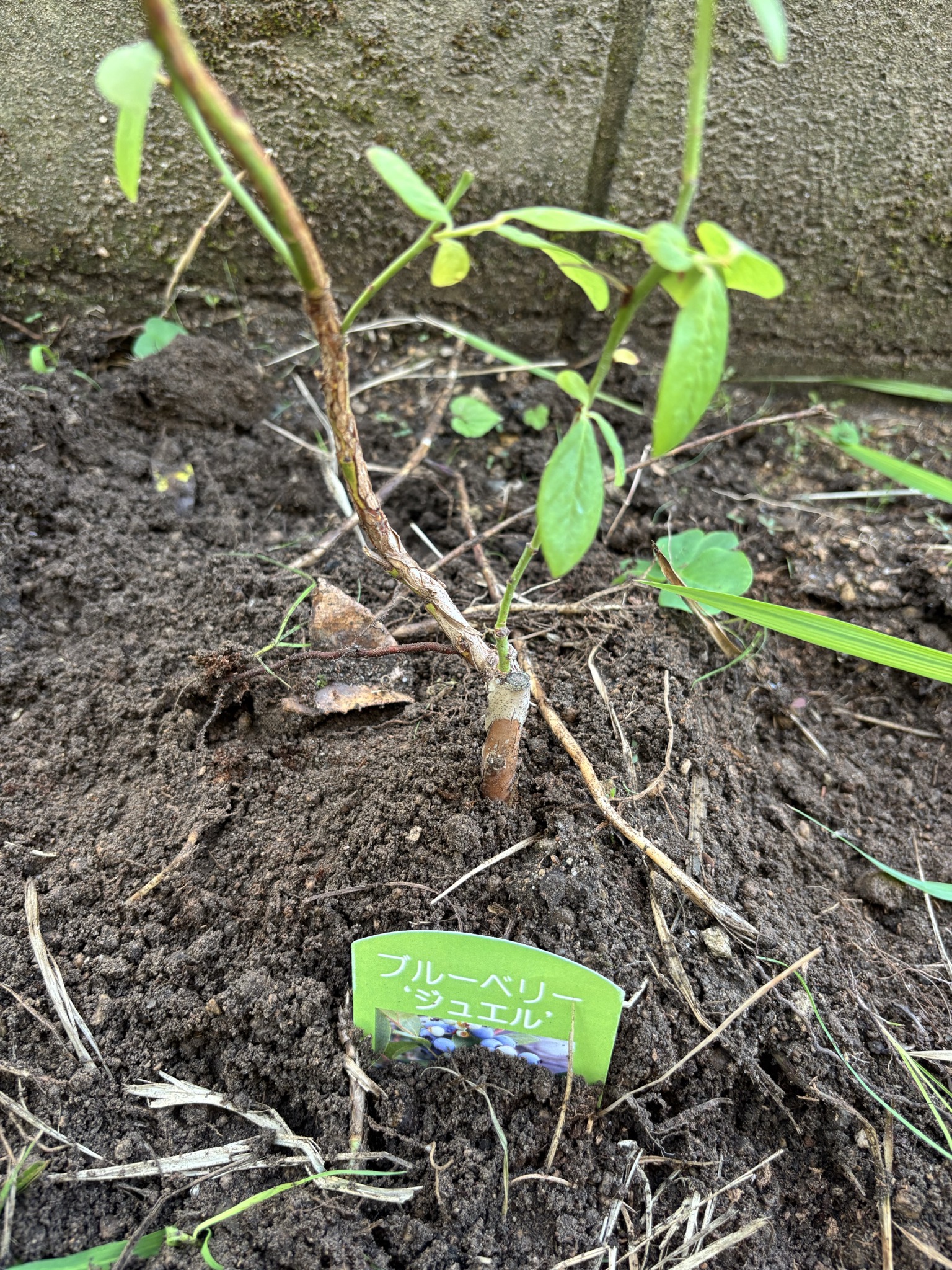 地植えしたブルーベリー・ジュエル、壁際に植えられた状態