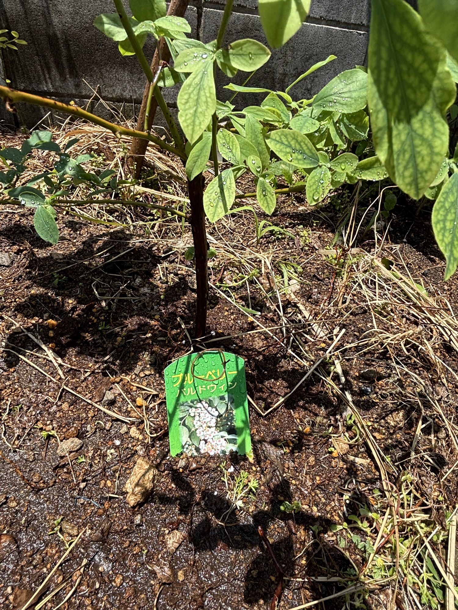 植え直したバルドウィンの苗