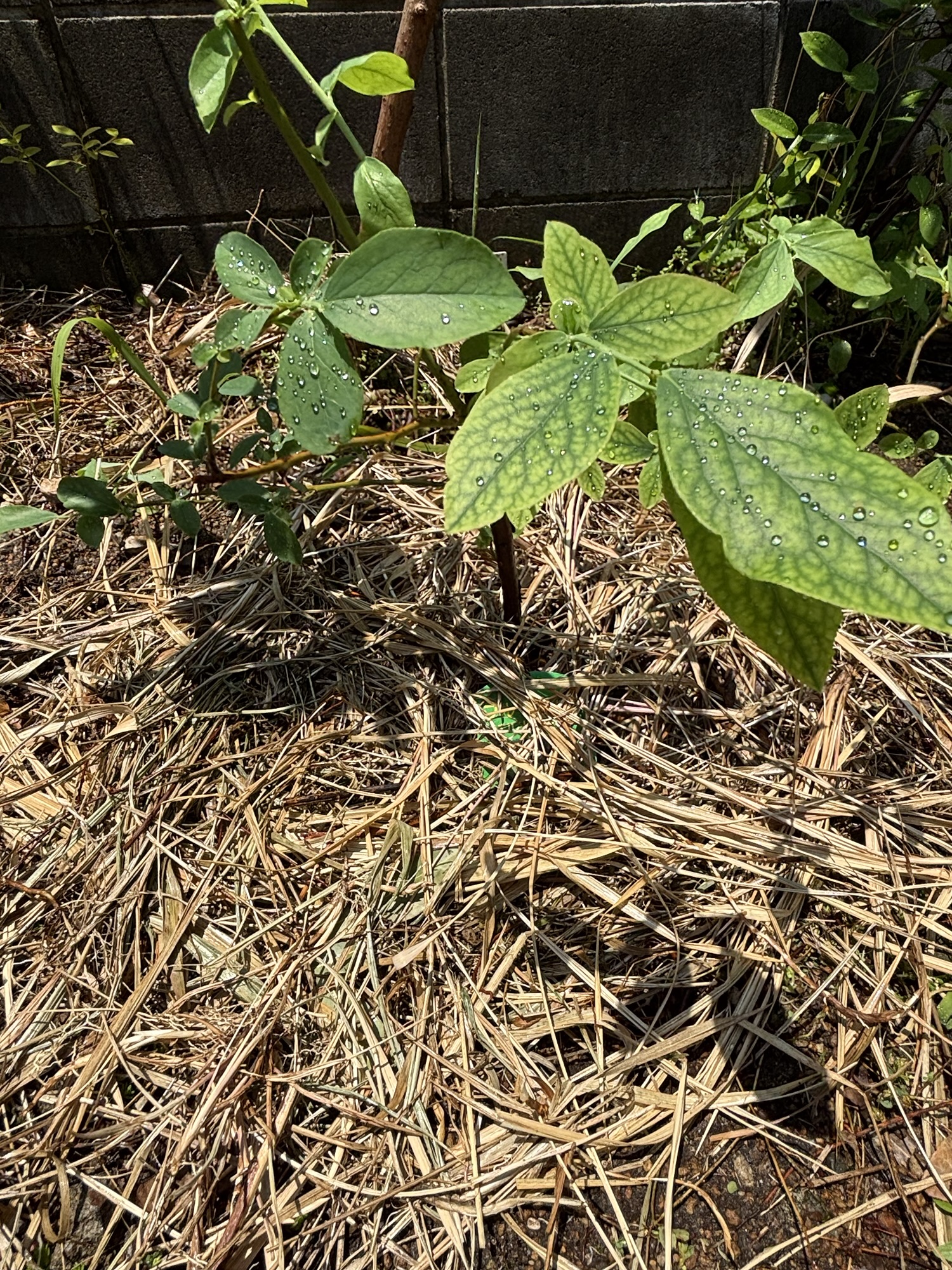 枯れ草をマルチとして敷いた状態