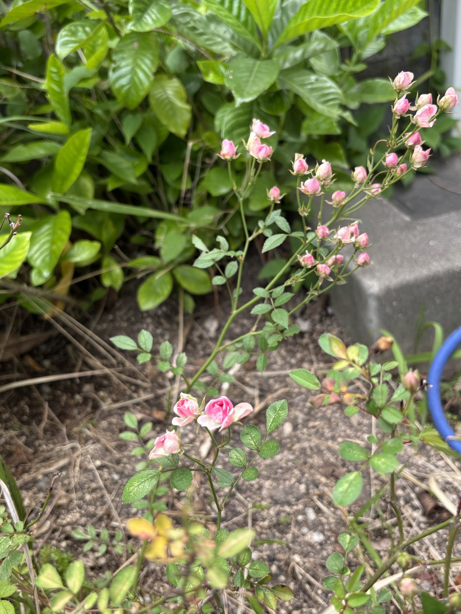 小さなピンクのミニバラが咲いている庭の様子