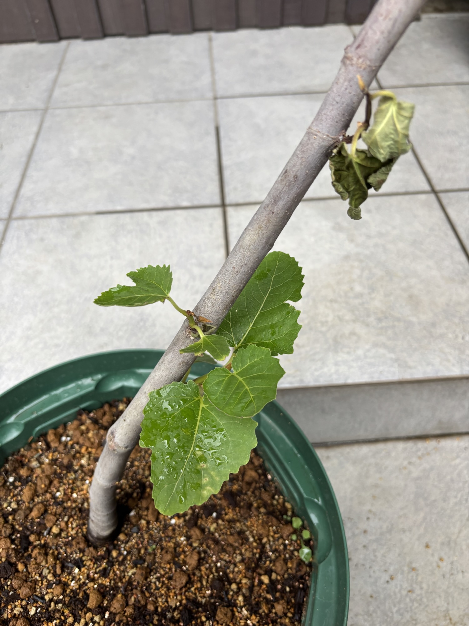 元気な頃のビオレソリエス。緑の大きな葉が広がり、鉢植えで育っている