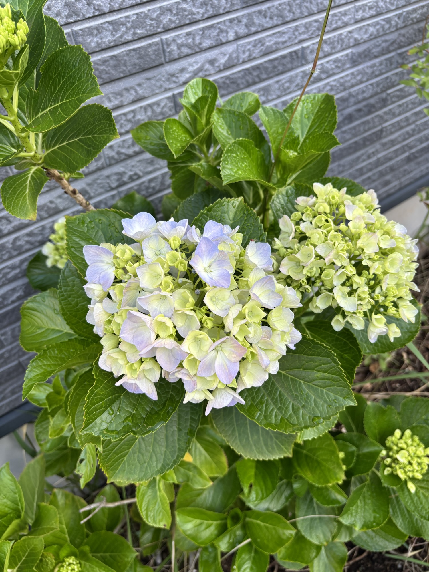 咲き始めた紫陽花