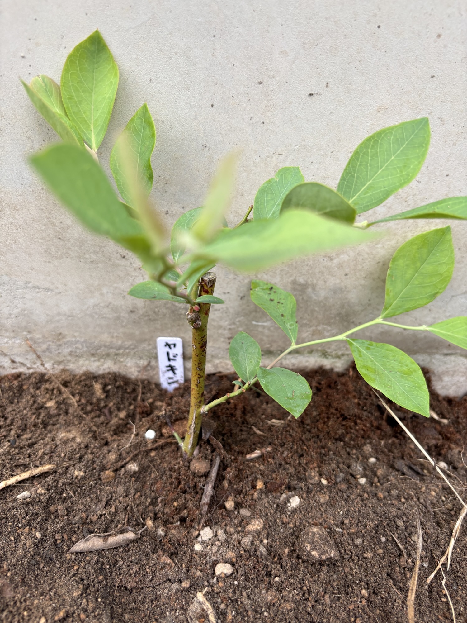 地植えしたヤドキンとラベル