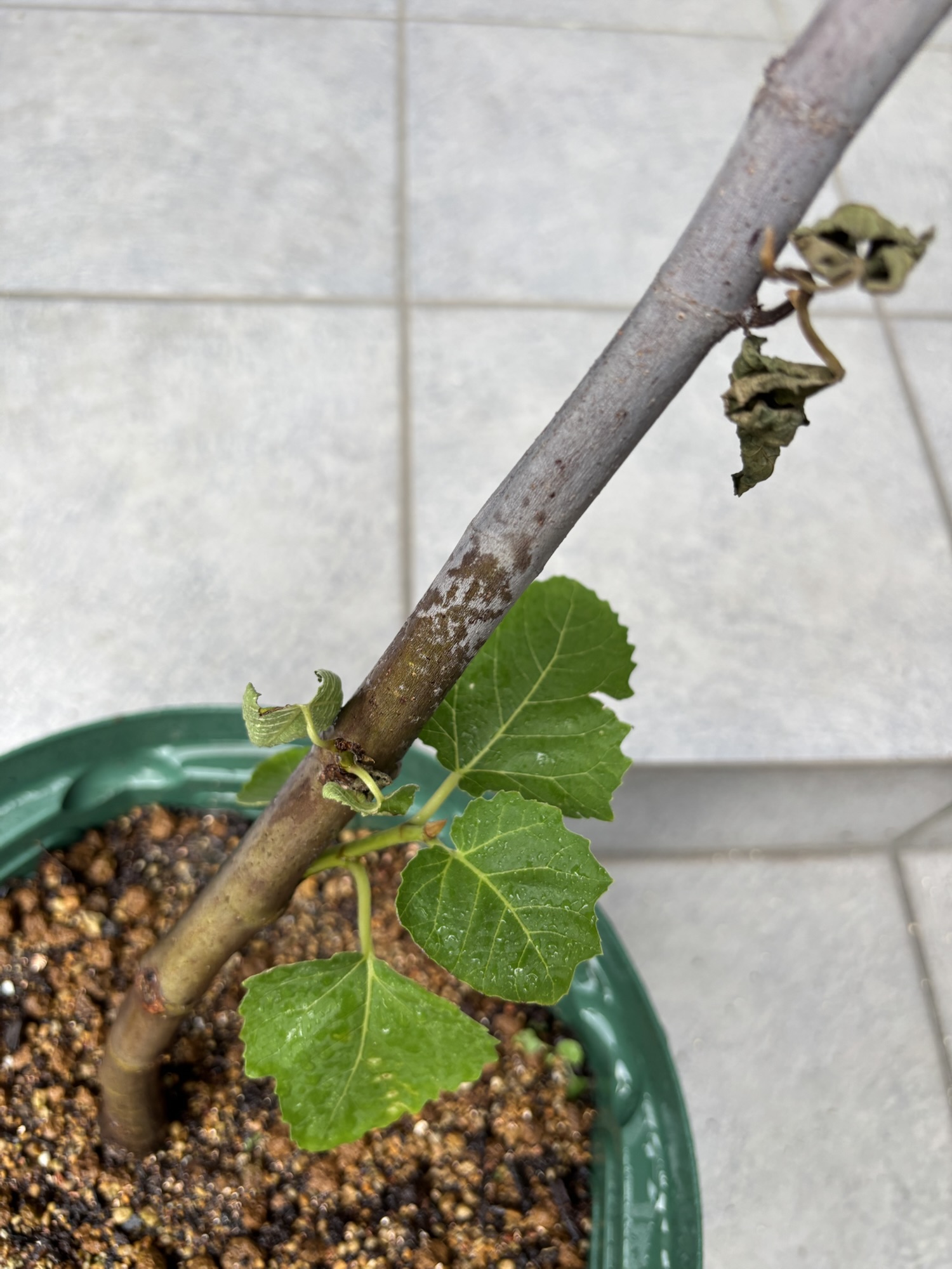 枯れ始めたビオレソリエス。上部の葉がしおれて茶色くなり、下部にわずかに緑が残っている