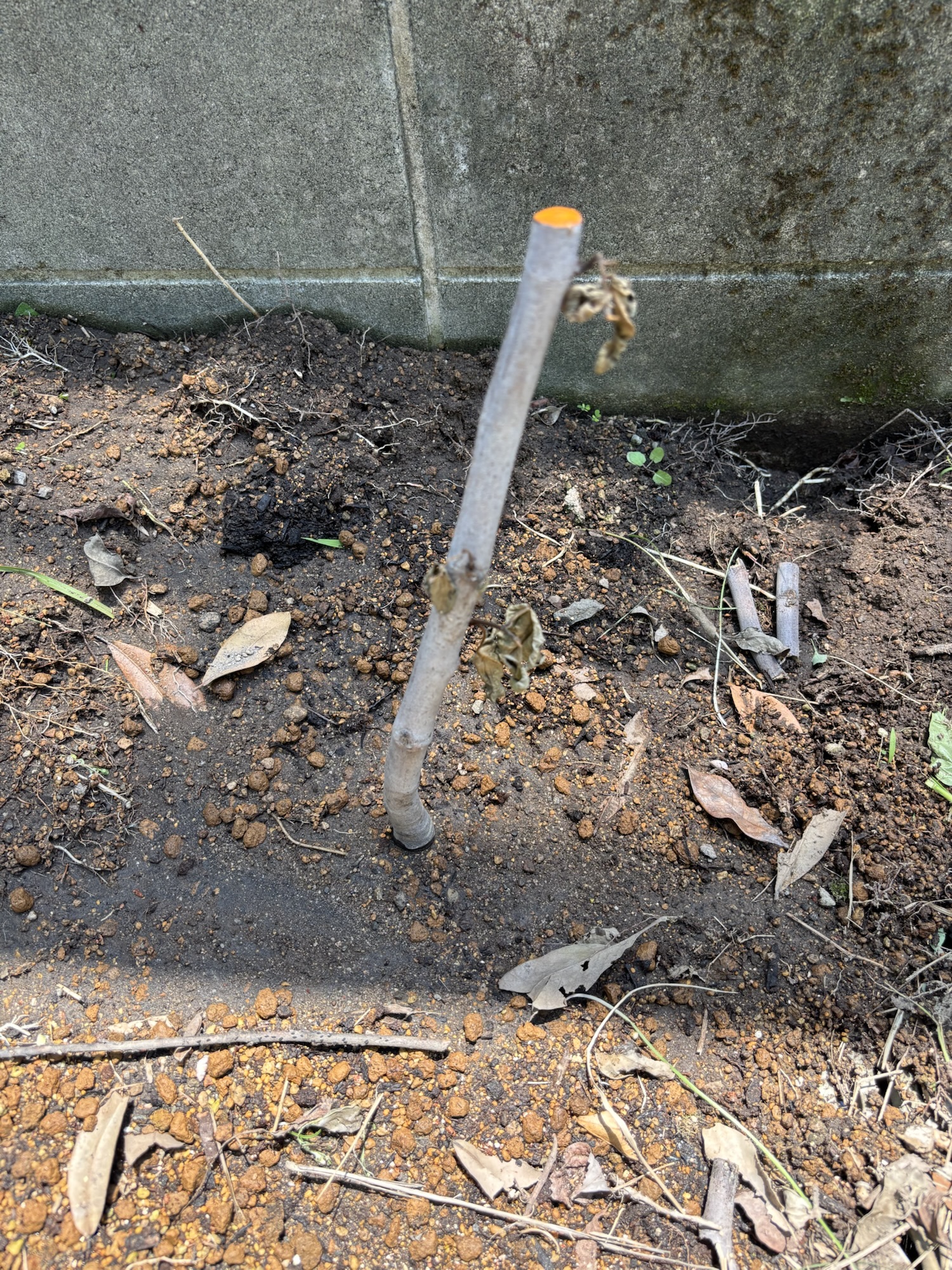地植えに移行したビオレソリエス。土に刺さった幹だけが残り、周囲には枯れ葉が散っている
