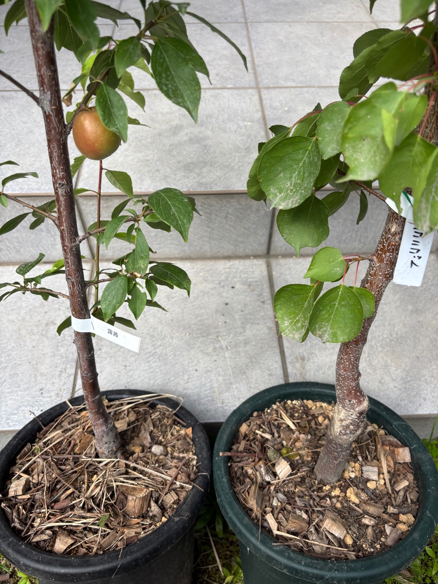鉢植えの露茜とニコニコット、地植え前の状態