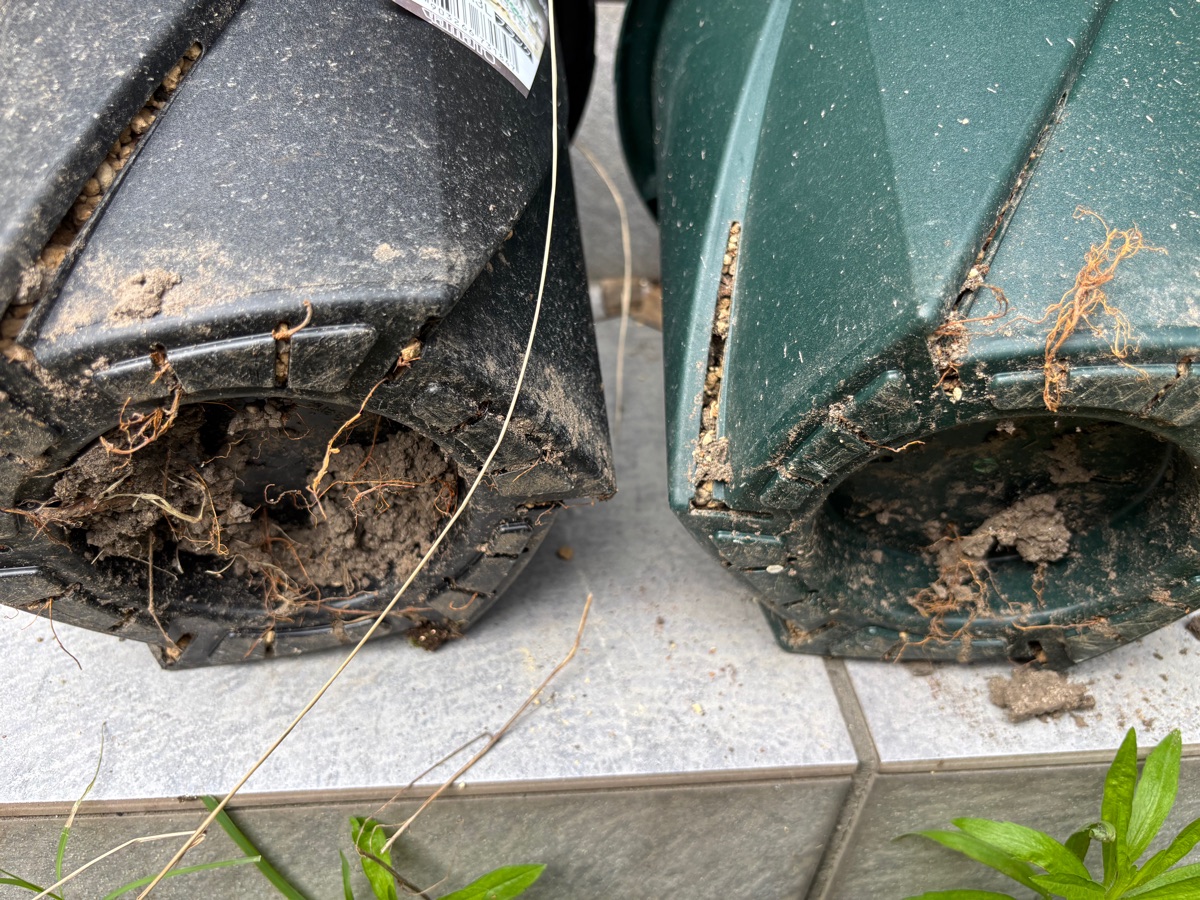鉢底から根がびっしりはみ出した状態
