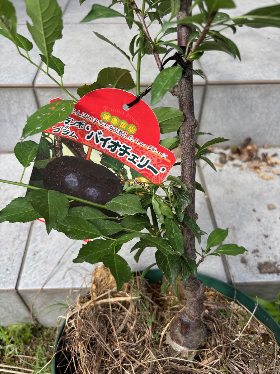 鉢植えのバイオチェリーの苗