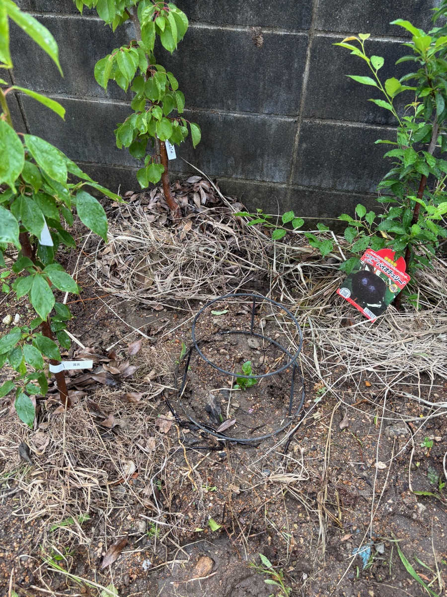 庭に並んで地植えされた露茜・ニコニコット・バイオチェリー