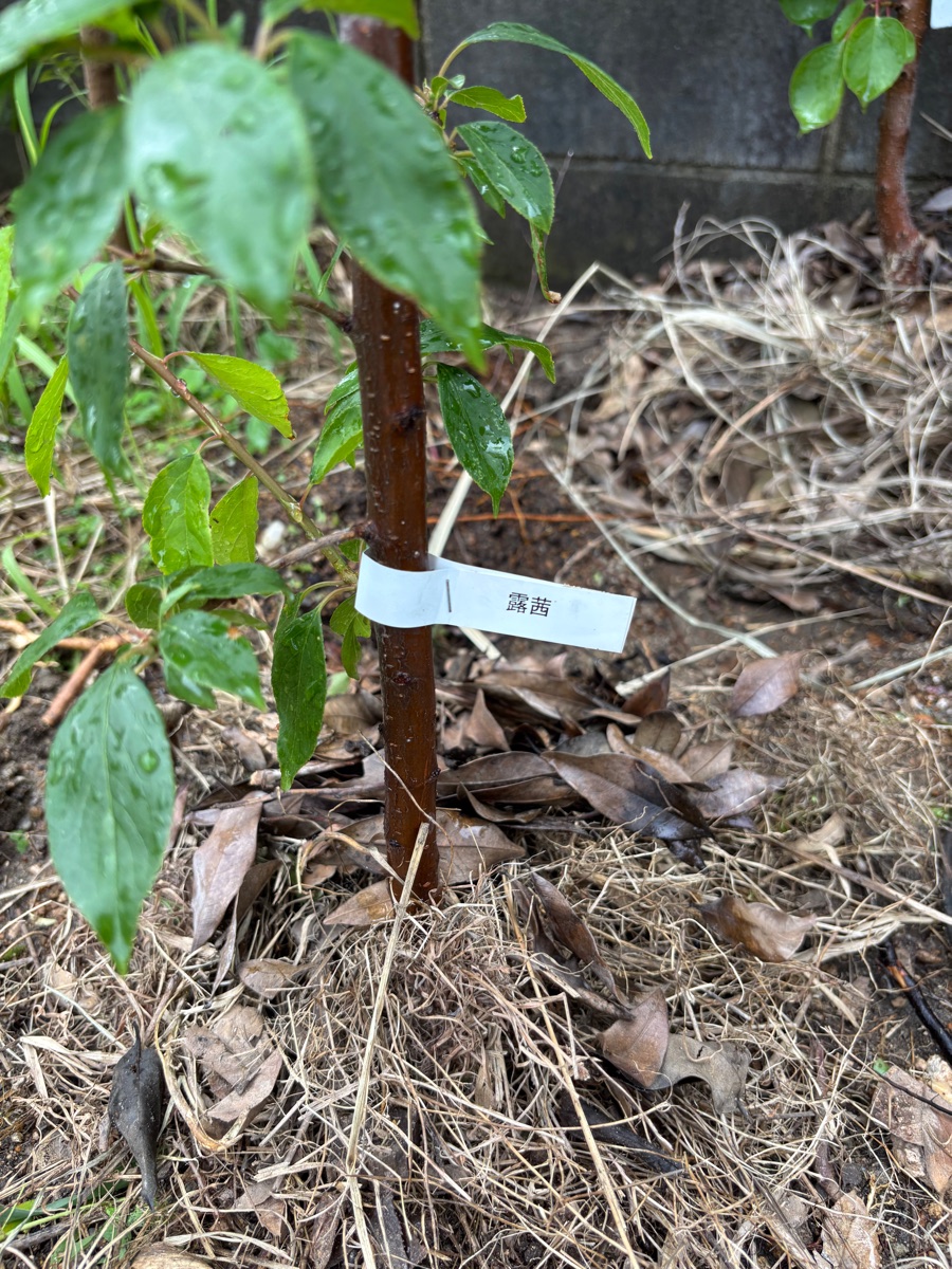 地植えした梅の露茜
