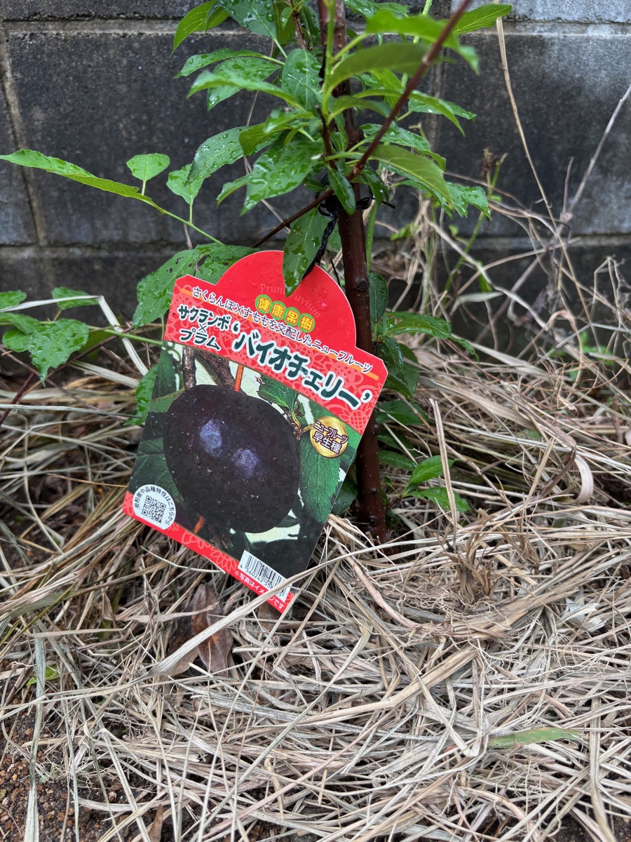 地植えしたバイオチェリーの苗