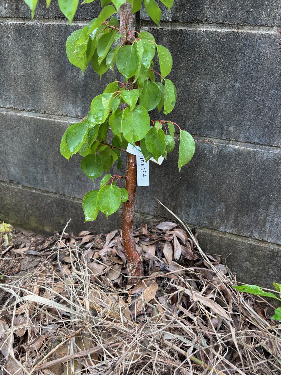 地植えした杏のニコニコット
