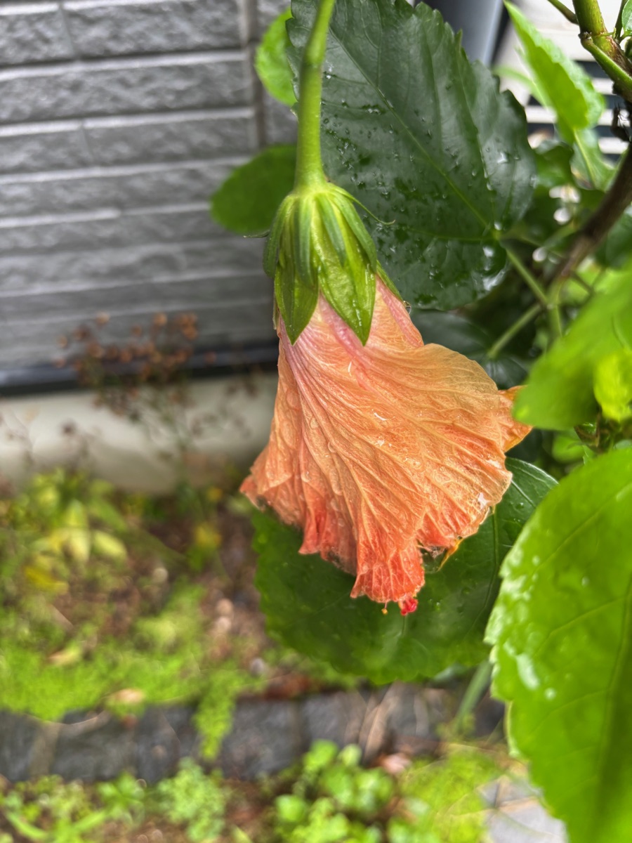 雨でうなだれたオレンジのハイビスカス