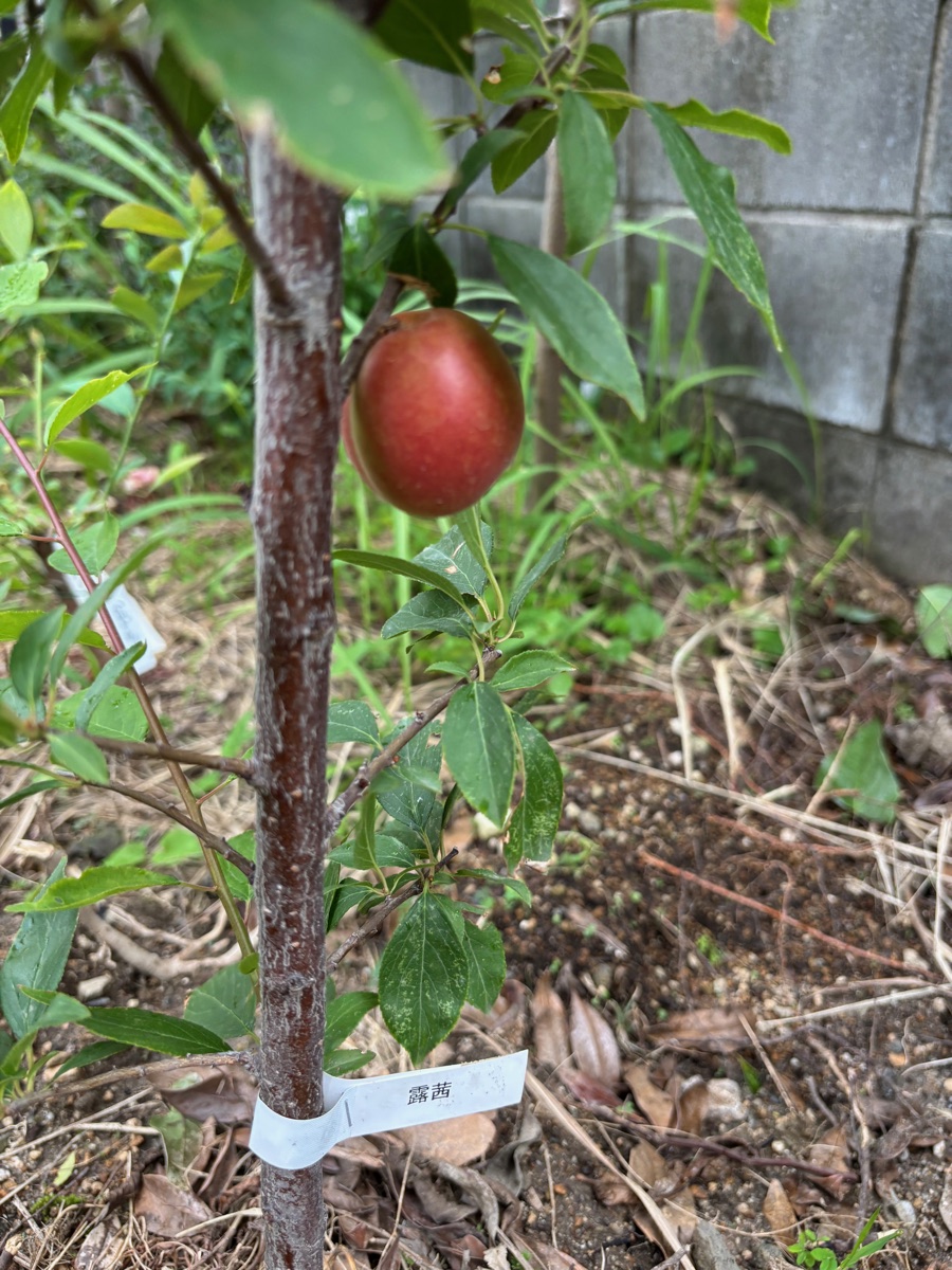 赤く色づいた露茜の梅の実