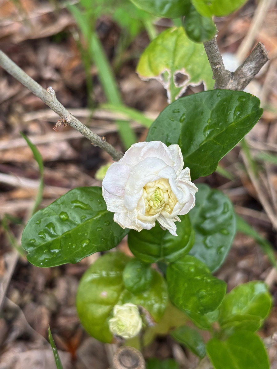 白く咲いたピカケの花