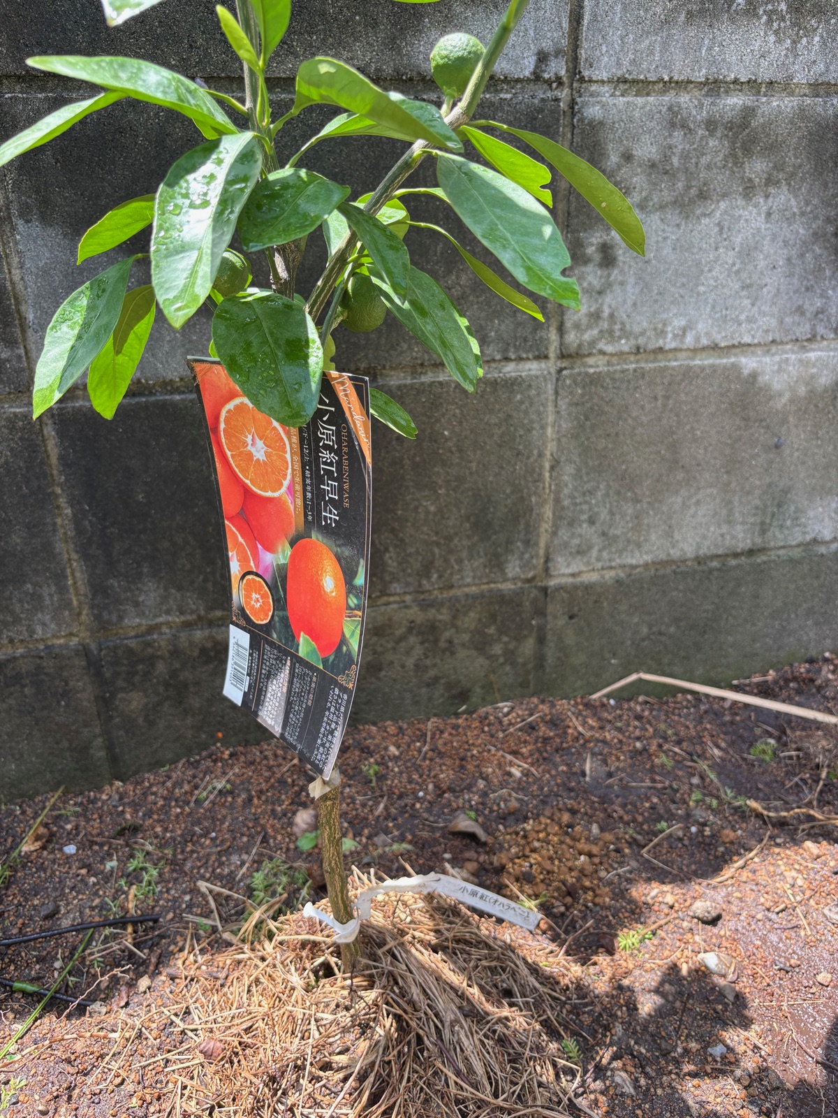 地植えしたての小原紅早生の苗、小さな実がついている