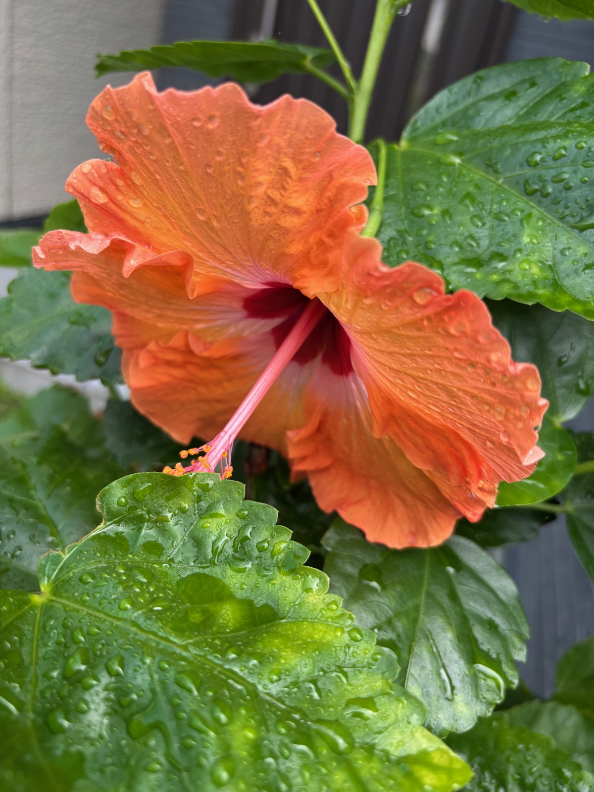 雨に濡れたオレンジのハイビスカスの花