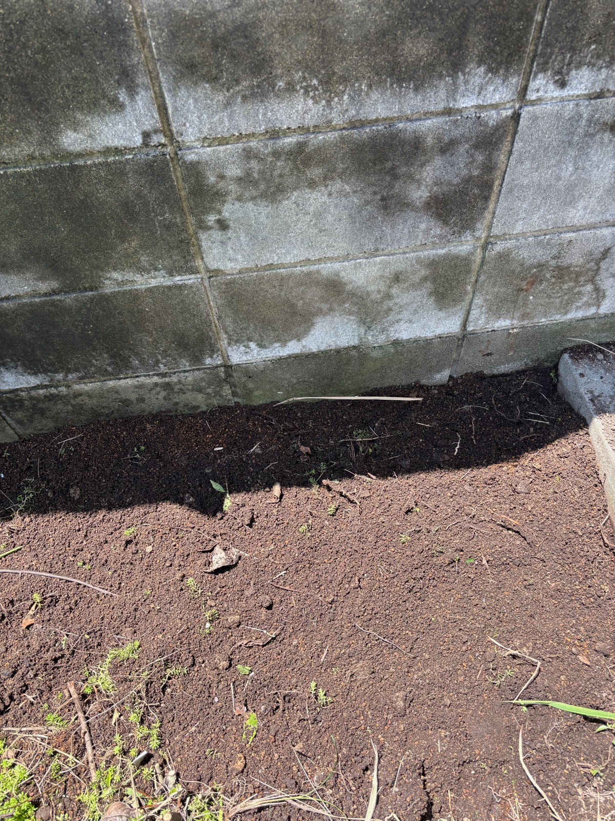 掘り起こしたばかりの植え穴の土