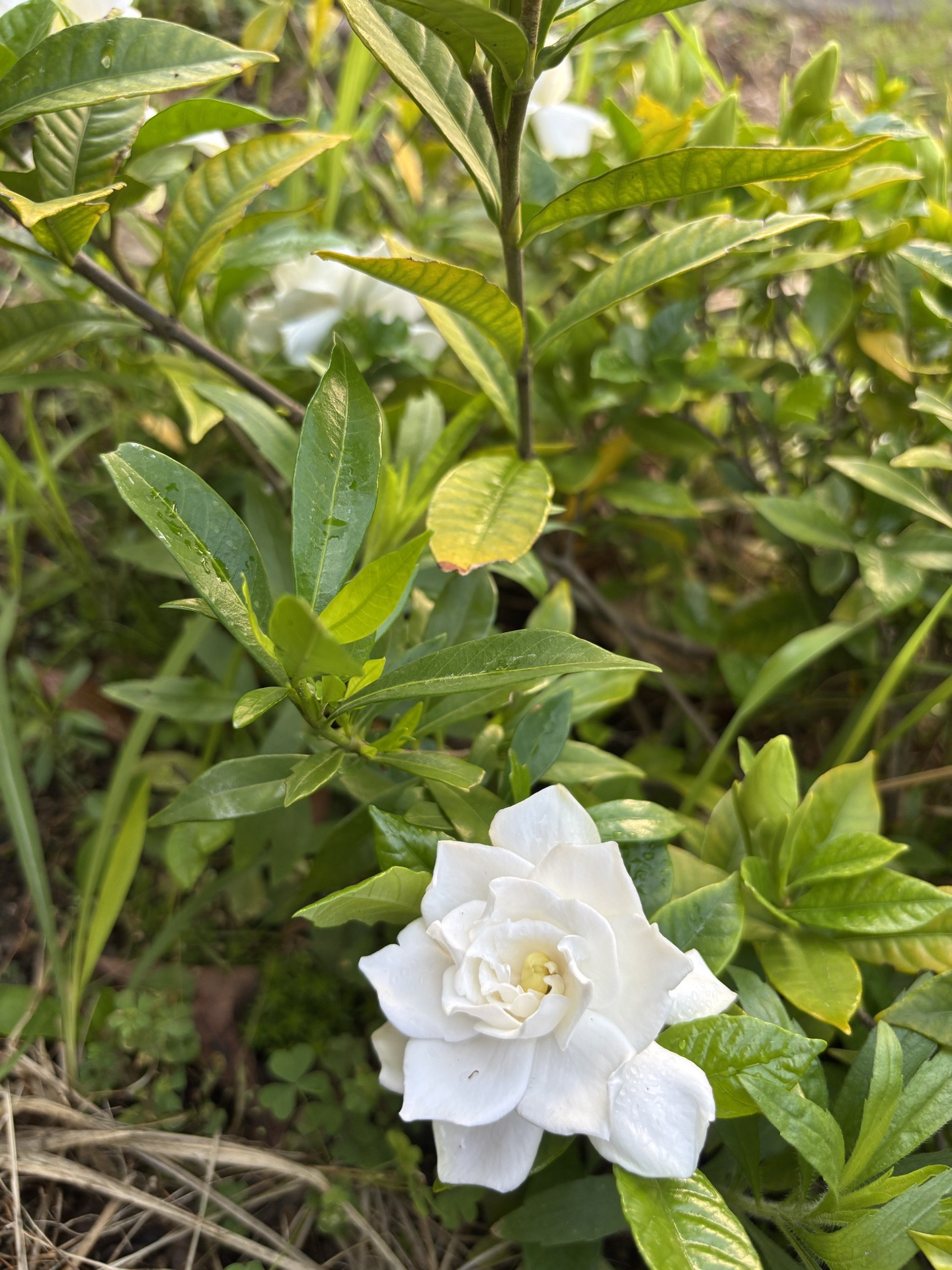 雨粒をまとった姫クチナシの白い花
