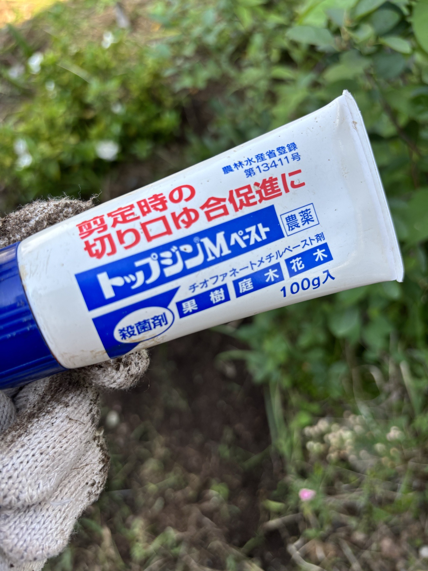トップジンMペーストを手に持つ様子