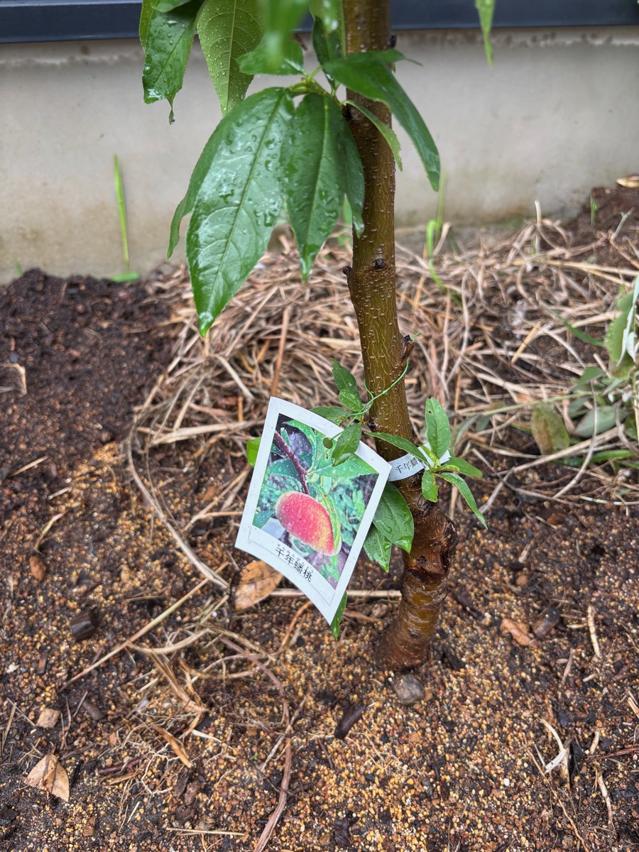 千年蟠桃・地植え後の様子