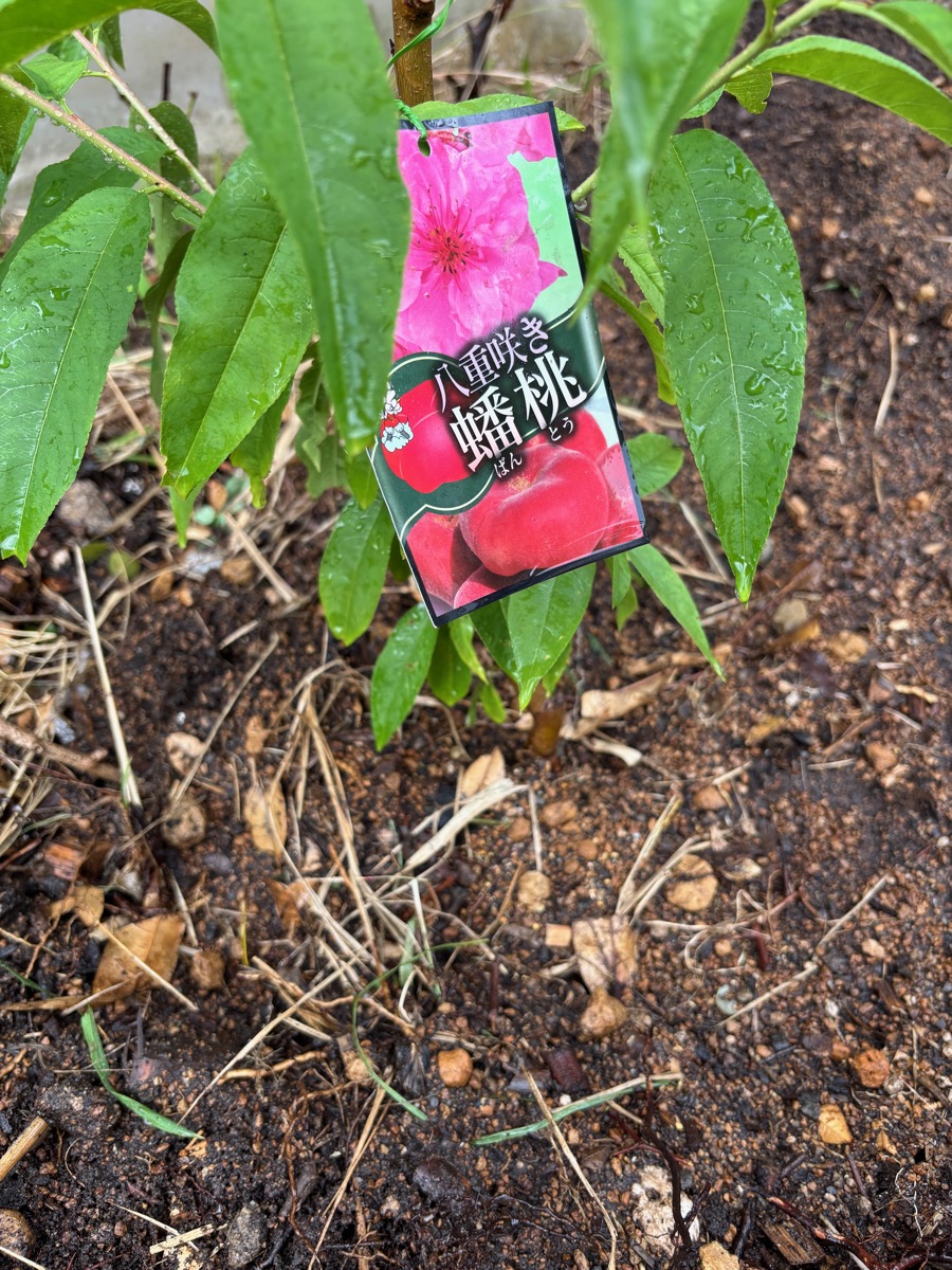 八重咲き蟠桃・地植え後の様子