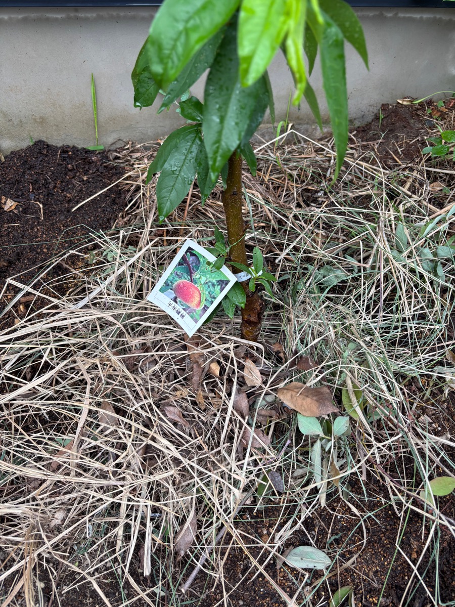 千年蟠桃・草マルチをした様子