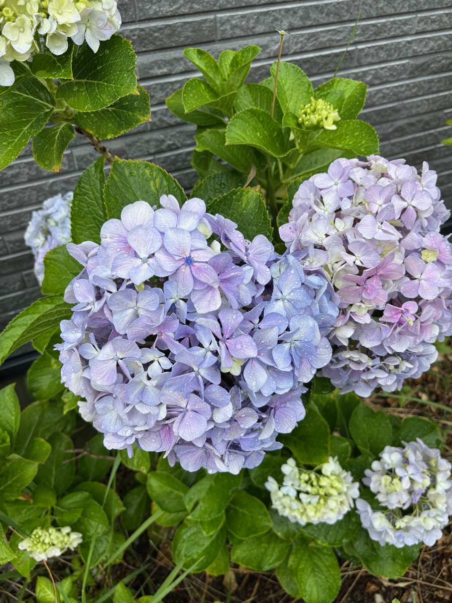 ファンキーアフロフィーバー・青紫の紫陽花