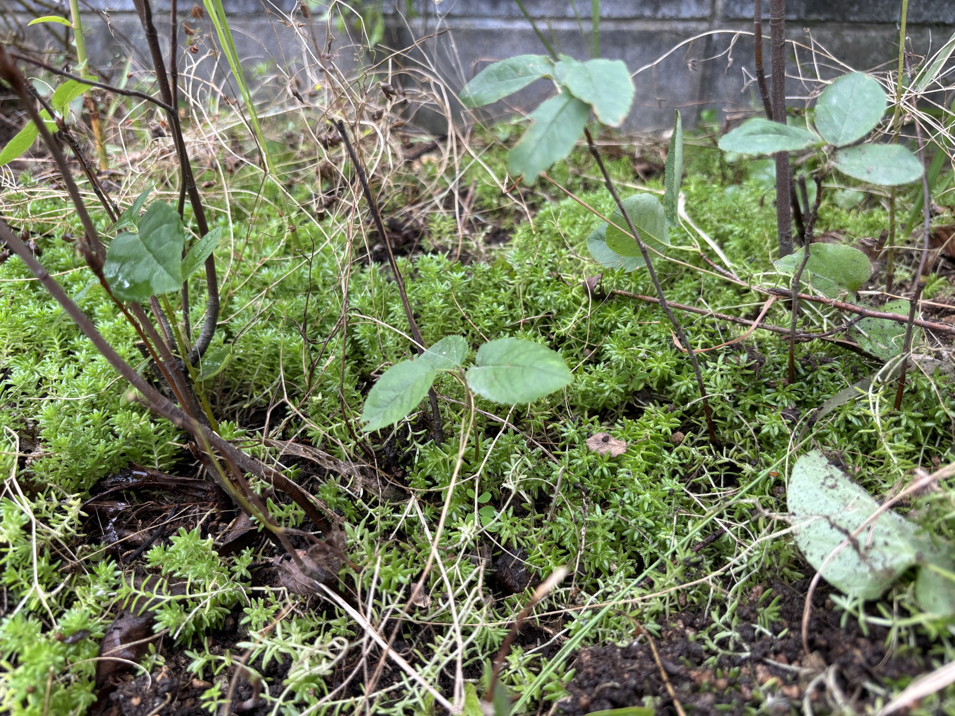 苔の中から出た新芽のアップ