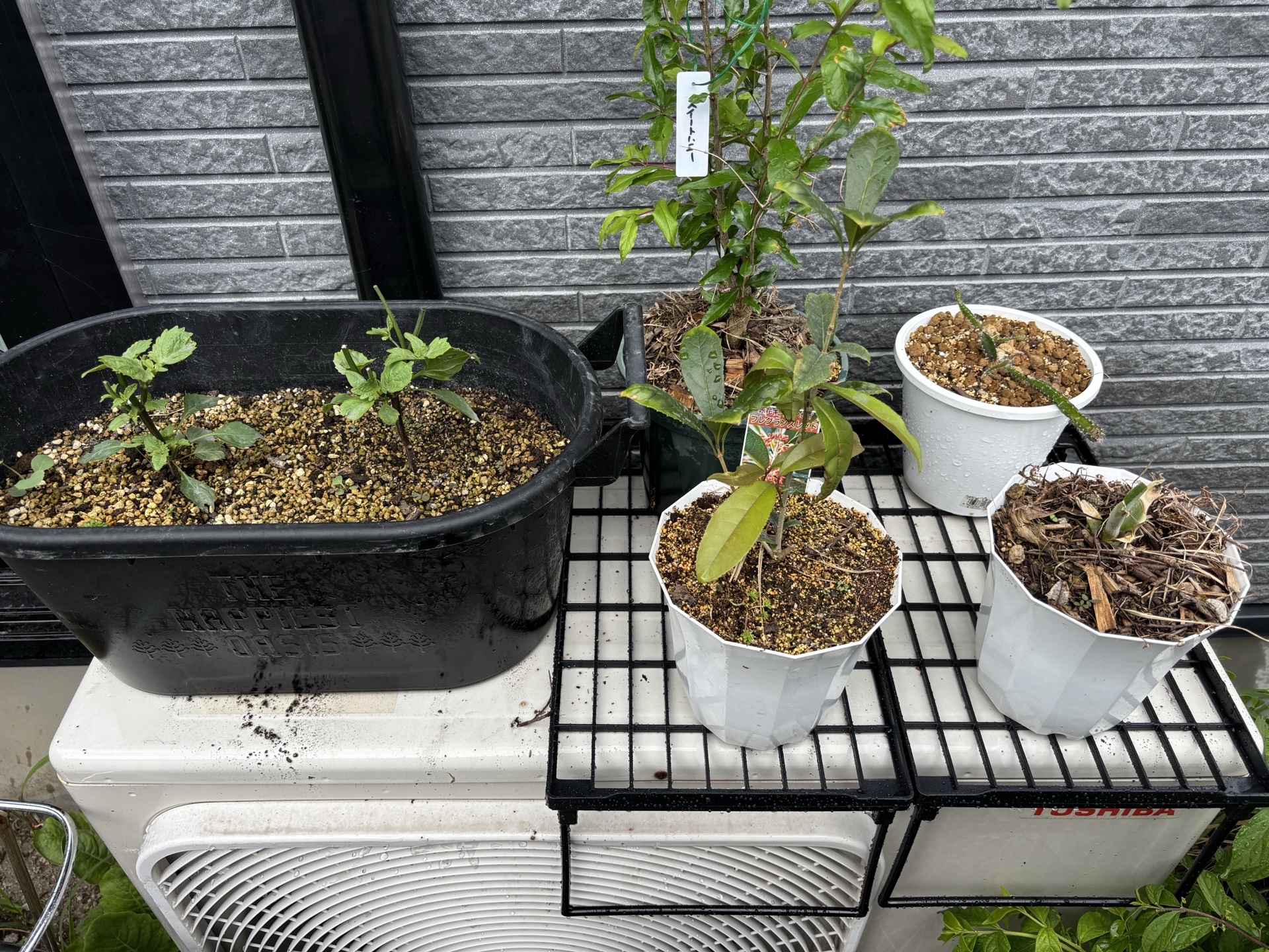 キッチンスタンドを室外機の上に置いて鉢を並べた様子（after）