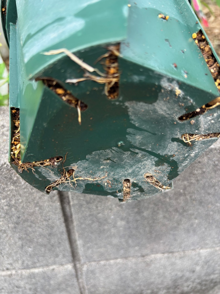 ザクロ地植え後の様子