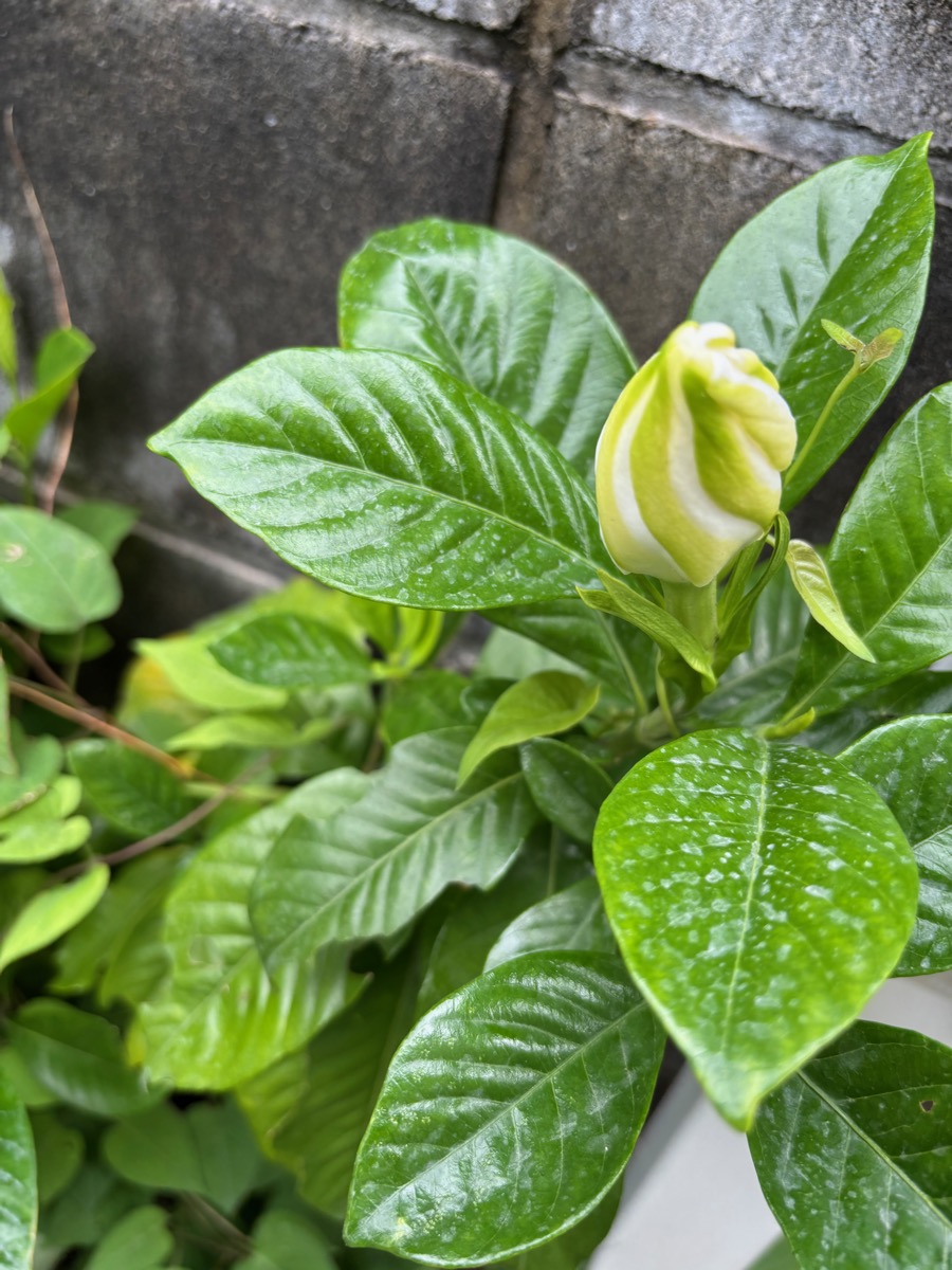 大八重クチナシの蕾