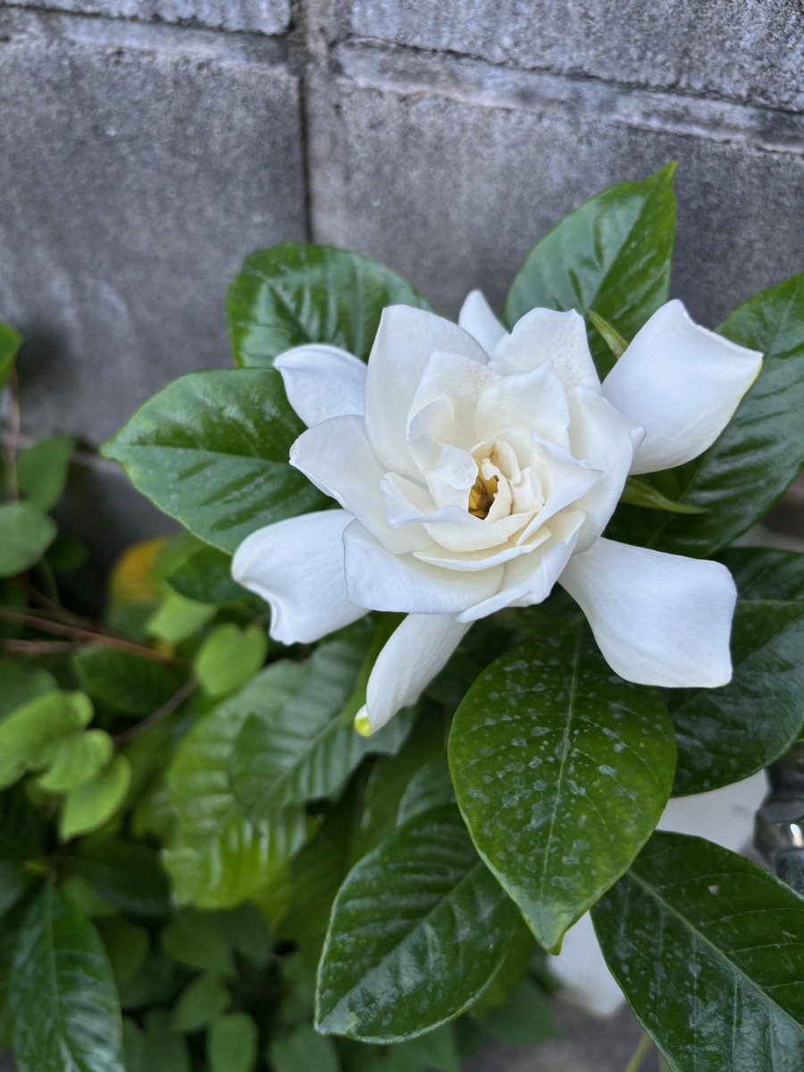 大八重クチナシの開花