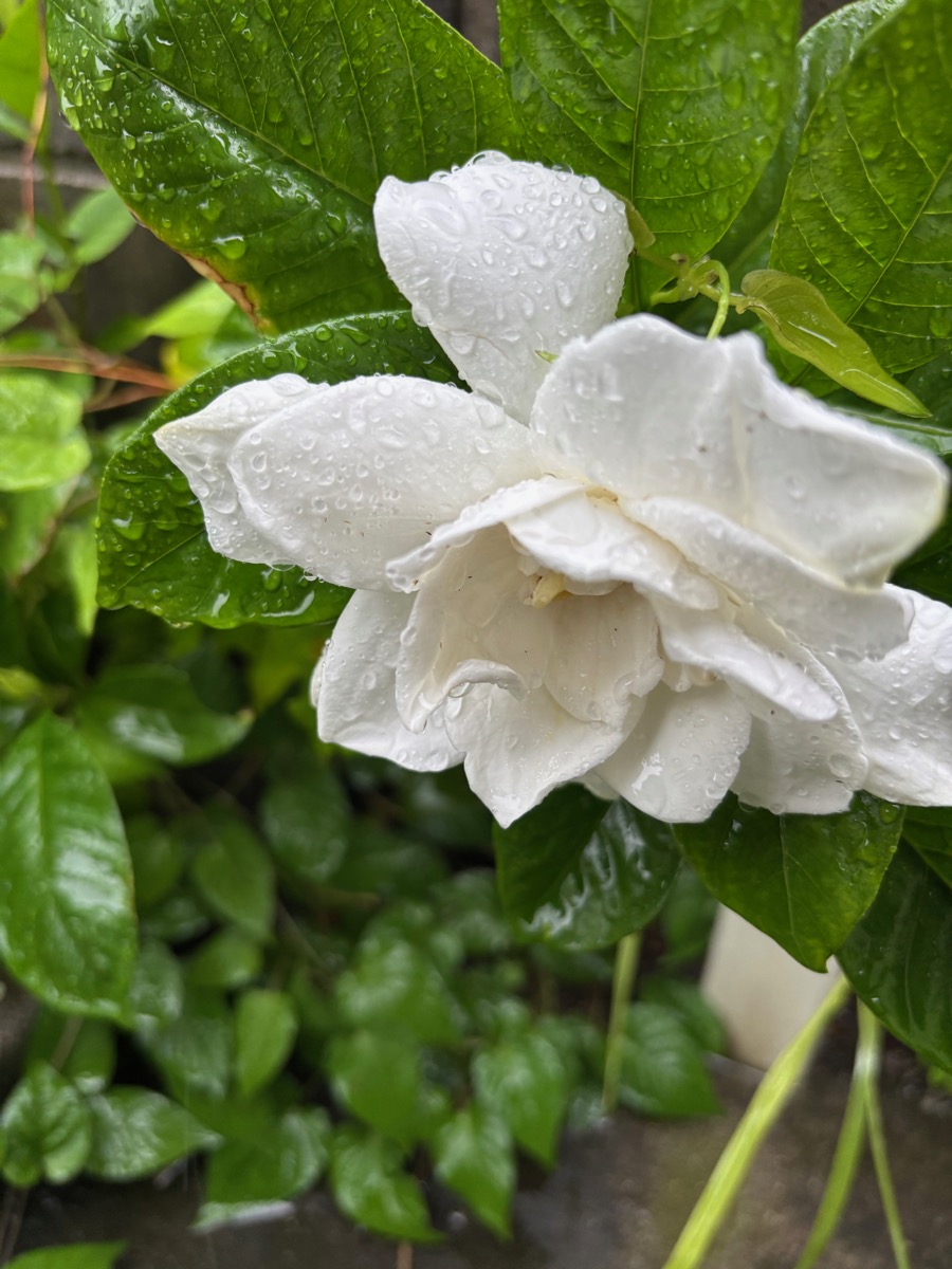 雨粒をまとった大八重クチナシ
