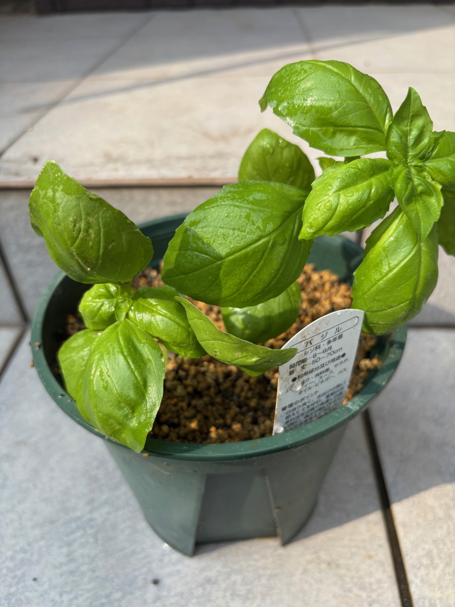 スリット鉢に植えたバジル