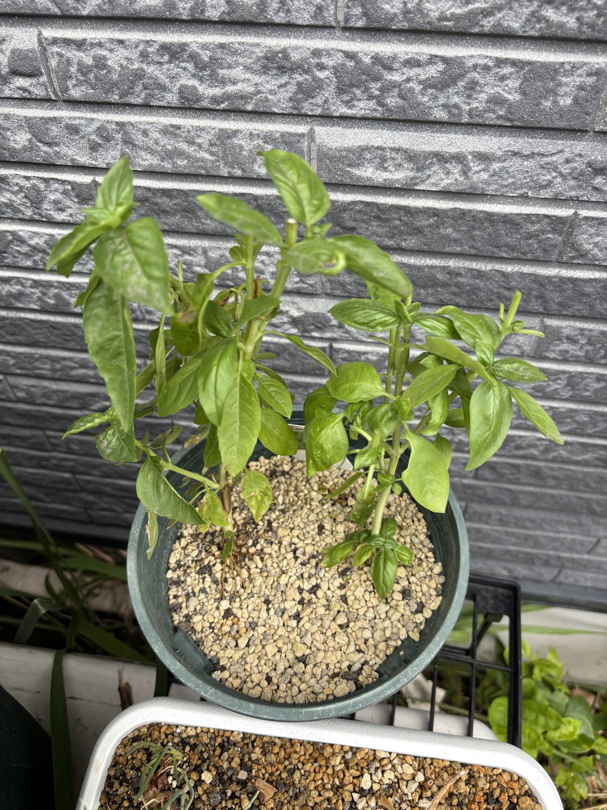 切り戻したあとのバジルの鉢。葉が減って茎と脇芽だけになっている