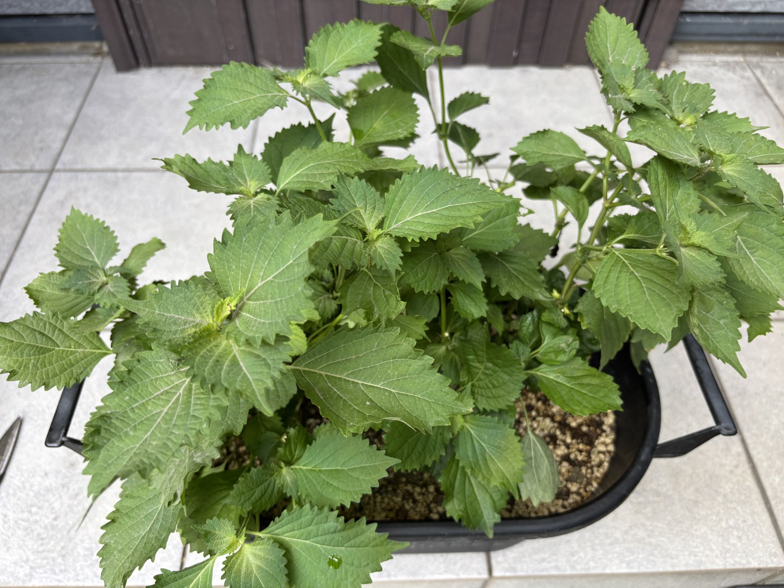 玄関先のプランターで大きく茂った紫蘇の株